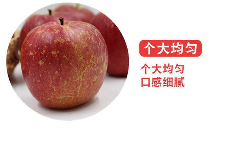 大涼山鹽源丑蘋果 冰糖心紅富士，應季脆甜新鮮直達